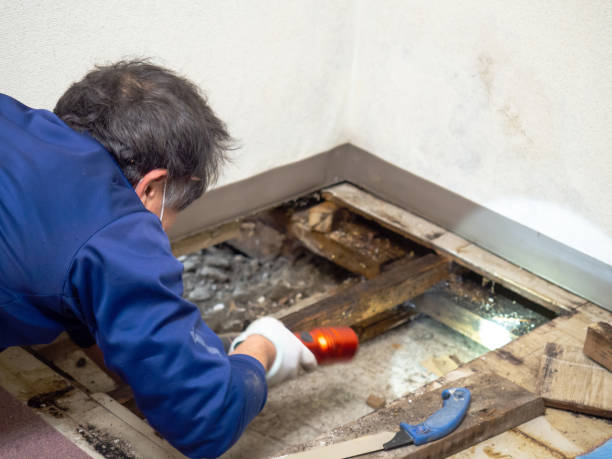 Best White Mold Remediation in Morris, MN