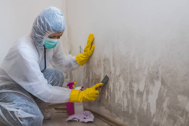 Best Post-Flood Mold Remediation in Morris, MN