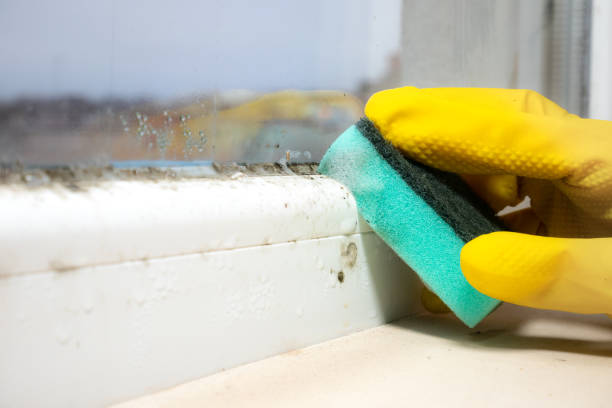 Best DIY Mold Remediation Support Services in Morris, MN