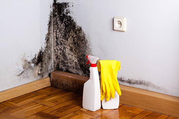 Best Attic Mold Remediation in Morris, MN