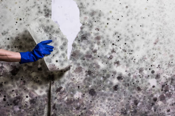 Best Residential Mold Remediation in Morris, MN